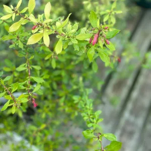 Escallonia 'Golden Carpet' 9cm (PRE ORDER MARCH 2025)
